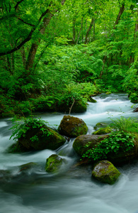 在青森县，日本 Oirase 峡谷