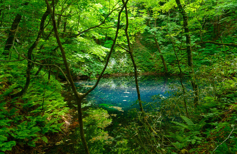 在青森县，日本白神山地