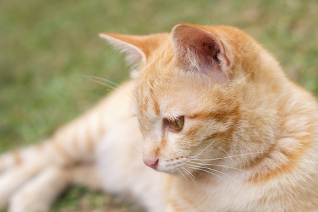 小猫猫上绿草背景