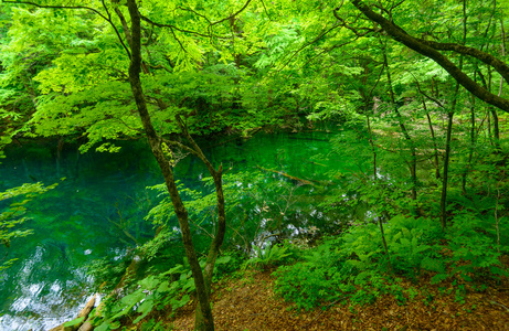 在青森县，日本白神山地