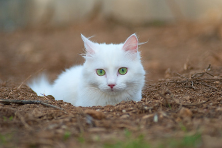 一只漂亮的绿色眼睛白色猫肖像