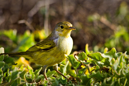 黄莺鸟在加拉巴哥群岛