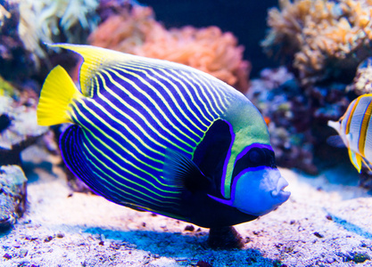 在水族馆中五颜六色的鱼