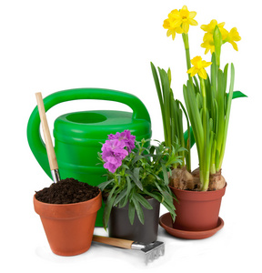 园林工具和植物在花盆里