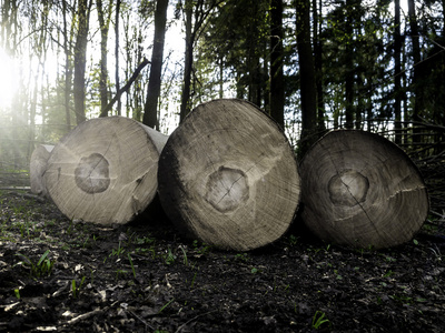 四砍树干在一片森林