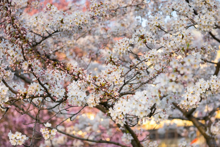 春天樱花特写照片