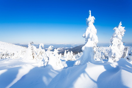 冬季雾凇冰雪覆盖冷杉圣诞树