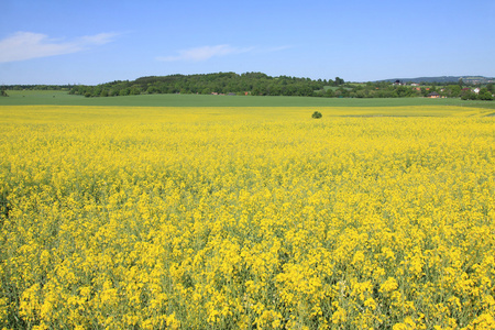 与油菜田里的夏日风景