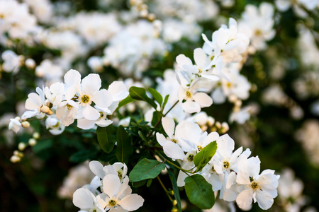 梨树的白花