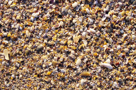 贻贝的贝壳和蜗牛在海滩上