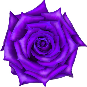 大紫玫瑰花