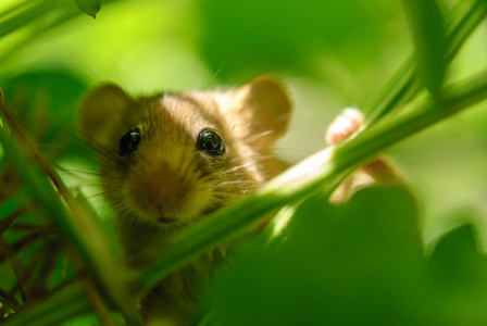 学名鼠照片