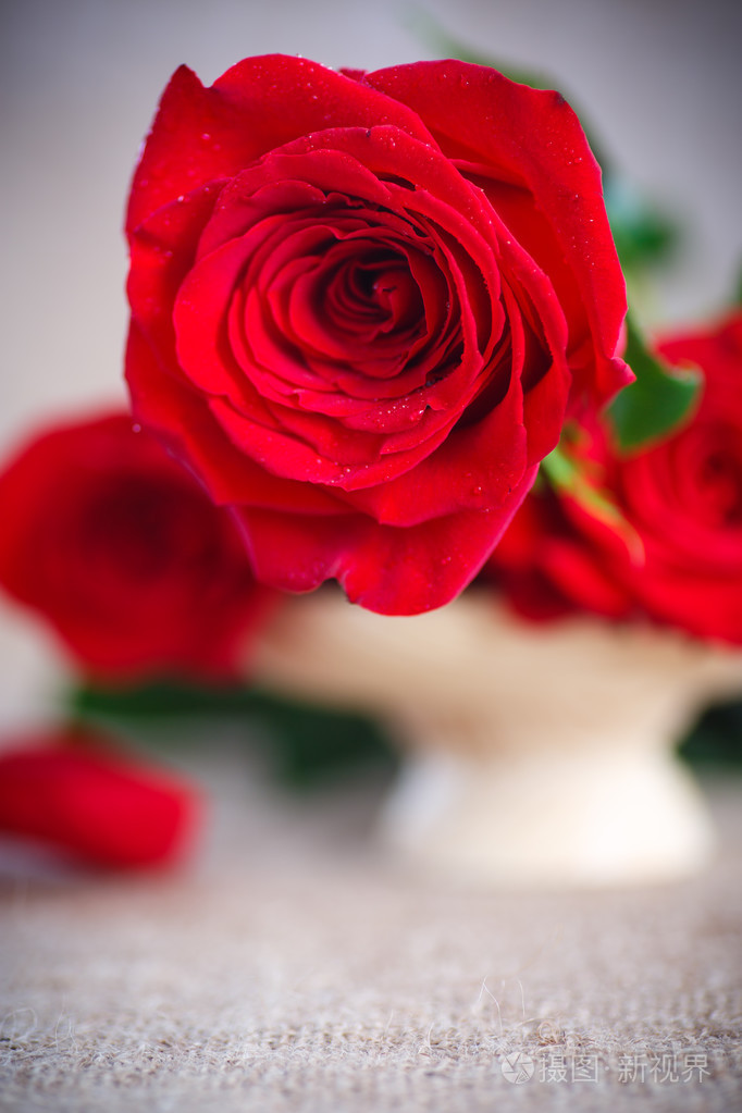 一朵红红的玫瑰花图片