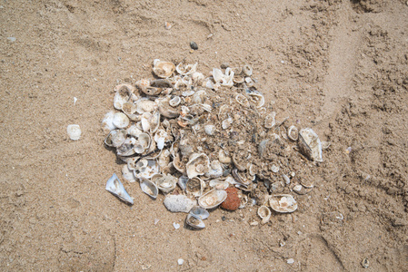 在沙滩上的贝壳碎片
