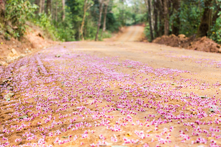 泰国樱花落在地面上图片