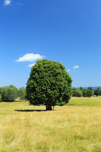 美丽的风景，从夏山舒马瓦山波希米亚南部，捷克共和国