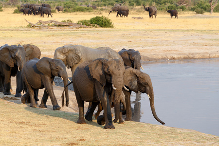 群非洲大象在泥泞的水坑饮水图片