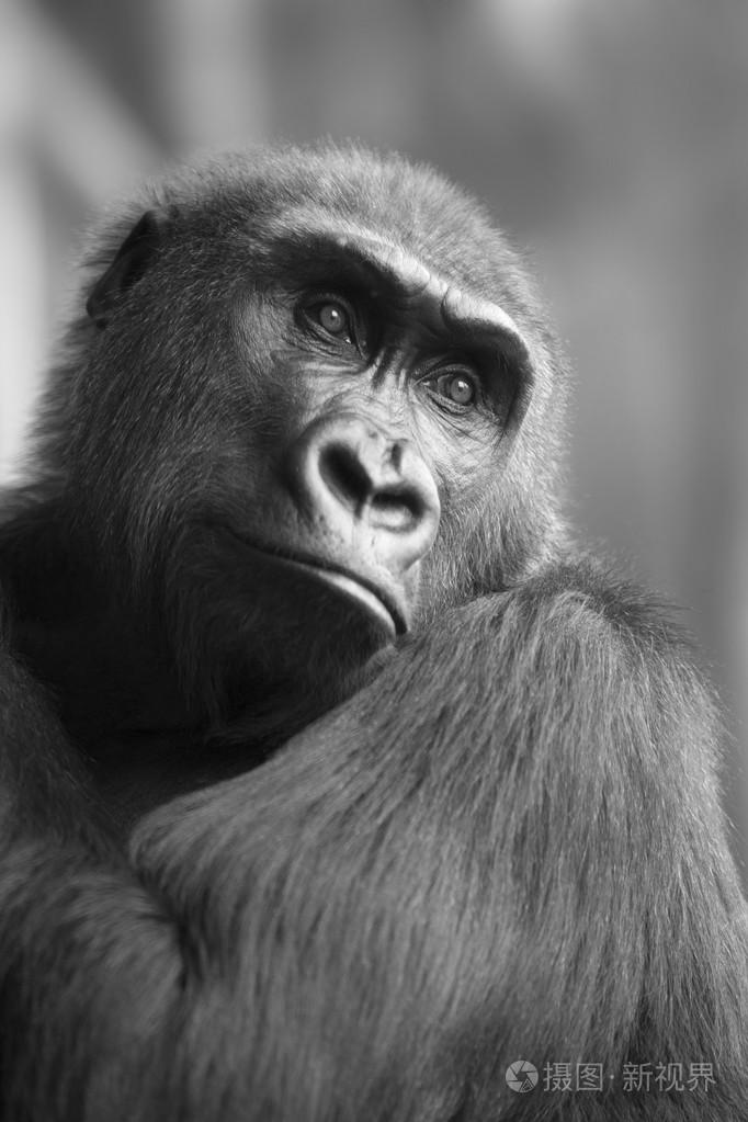非洲野猿大猩猩的bw肖像