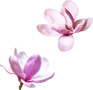 粉色玉兰花图片-粉色玉兰花素材-粉色玉兰花插画-摄图新视界
