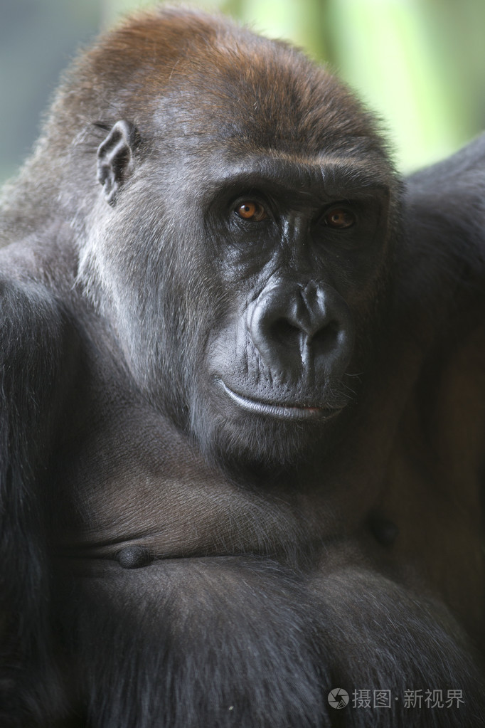 关闭了大猩猩猿的肖像