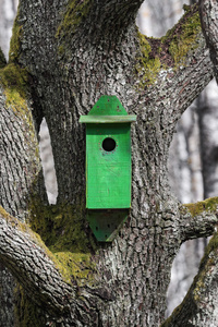 绿色的小鸟房子等待新住户在一棵老橡树