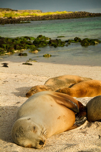 可爱的海狮睡在 La Loberia 海滩，圣克里斯托瓦尔，加拉巴哥群岛
