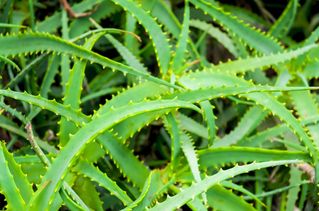 芦荟植物的特内里费岛