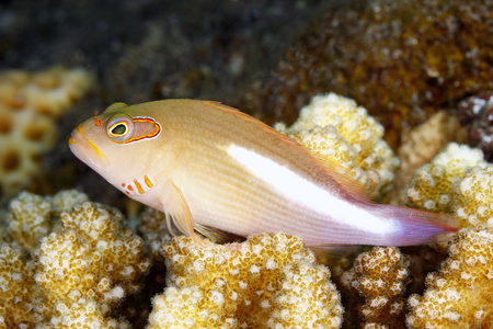 弧眼 Hawkfish，Paracirrihites arcatus