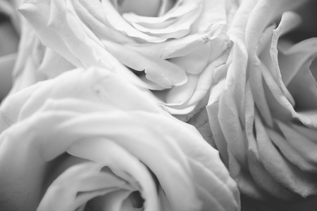 黑色和白色质地的白玫瑰