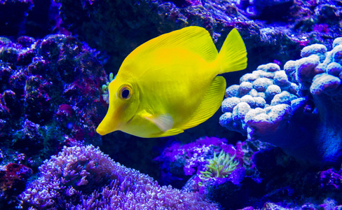 的不同热带海洋水族馆鱼类集海洋水族馆鱼狐面兔鱼(siganusvulpinus)