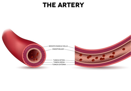 健康动脉解剖