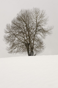 冬季景观树与西班牙纳瓦拉的雪