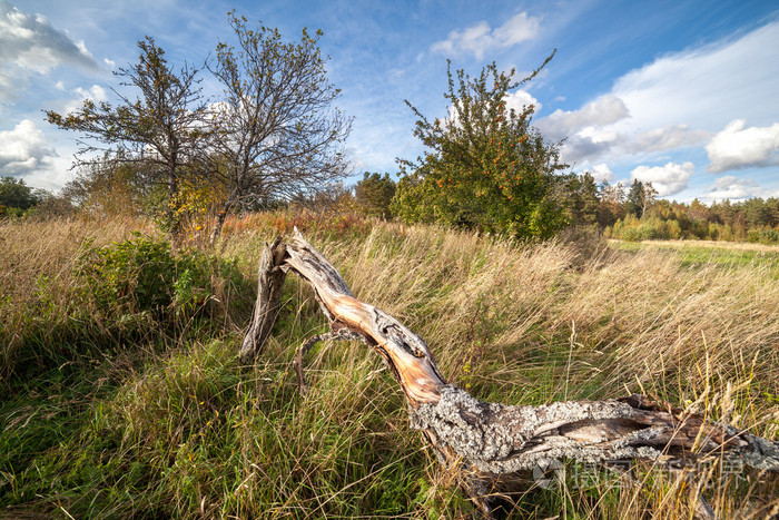 在秋天在太阳的天气里杂草丛生的花园照片-正版商用图片1ikn1b-摄图新