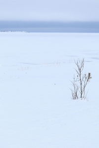 雪的冬季大海的海岸。自然背景