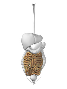 肠器官和消化系统
