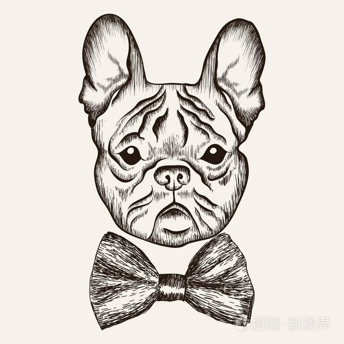 素描与领结的法国斗牛犬