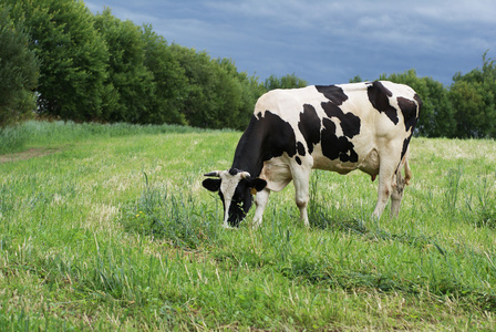 暴风雨来临一头牛在暴风雨来临前的草地上吃草照片