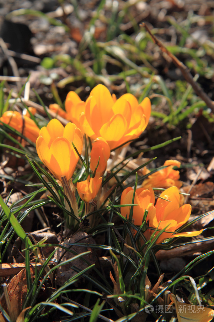 黄番红花(黄番红花怎么画)