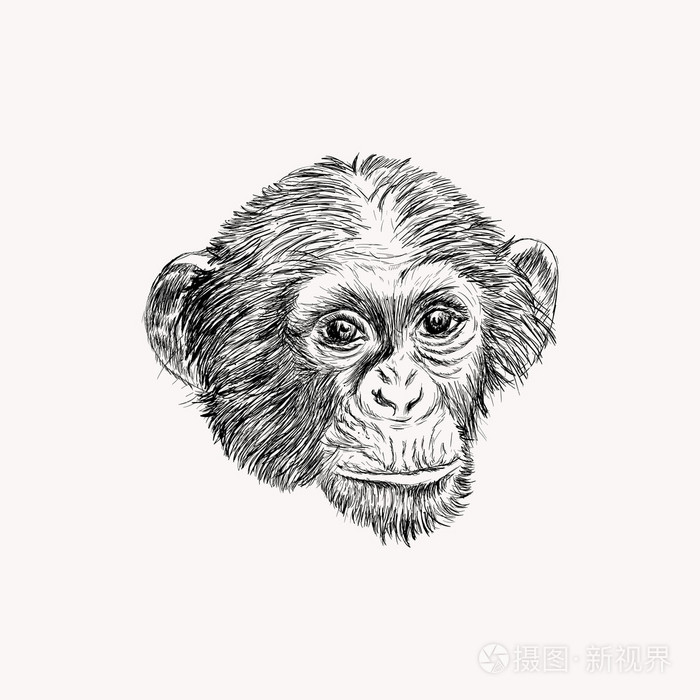 素描猴脸eps