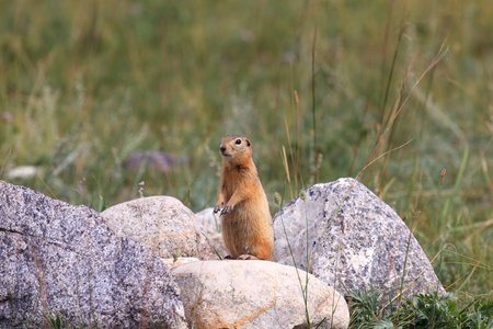 在石头的 gopher