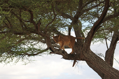 狮子在树上休息
