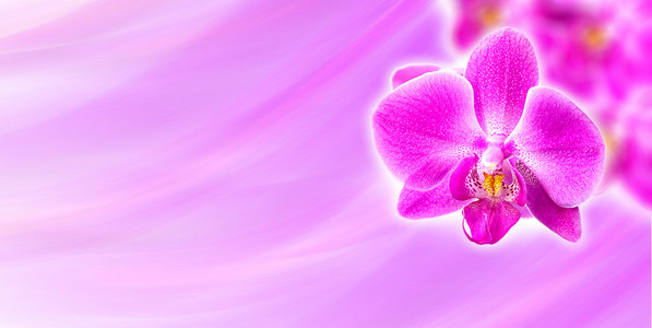 粉色兰花抽象背景
