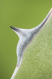 肉质植物龙舌兰尖叶的细节