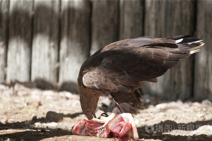 吃肉的鸟的猎物