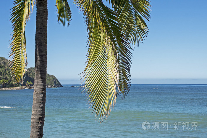 太平洋海岸棕榈树