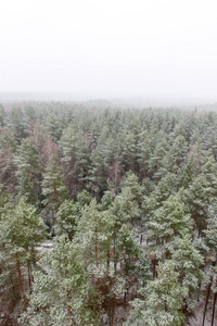 雾气弥漫的森林的全景视图