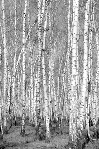 黑色和白色的桦树林