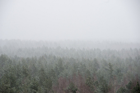 走出焦点视图的雾气弥漫的森林