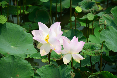 在池塘中的莲花