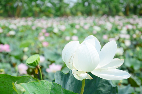 在池塘中的莲花